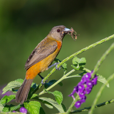 Dit vrouwtje van de Cherrie's tanager verschild van de Passerini's tanager, maar de mannetjes zien er het zelfde uit, zie eerdere upload.