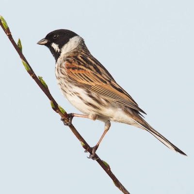 Gemaakt vanuit schuiltentje met Canon 600 mm + 1.4 TC.  De mistnevel zorgt voor een witte egale achtergrond. Voor mij als beginner een leuke foto.