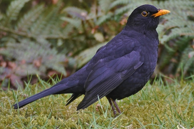 Mijn eerste foto op Birdpix . Het is me gelukt na enkele pogingen de merel er volledig en beeldvullend op te krijgen .