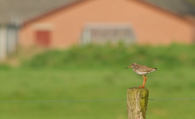 Tijdens de excursie over weidevogels kwam deze tureluur even heel dichtbij zitten. De boerderij kwam mooi uit als achtergrond. Aan de andere kant keken we uit over de start en landingsbanen van Teuge.