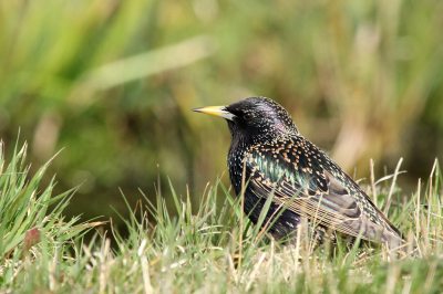 Vogel bleef zitten terwijl wij met de auto zeer dichtbij naderden. Hierdoor diverse foto's kunnen maken, voordat de vogel wegvloog.