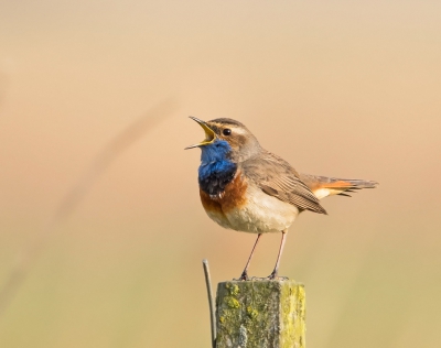 Ondanks het feit dat er al vele blauwborsten zijn geplaatst, was de belevenis in het Lauwersmeer vanmorgen er niet minder om. Genomen vanuit de auto.