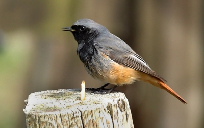 Is dit wel een zwarte roodstaart? Met toestemming van de fotograaf Henk de Graaf hier in mijn persoonlijke album. 
http://www.birdpix.nl/album_page.php?pic_id=415892&sid=4c2974211b4014fd1ff55c8046c787dc