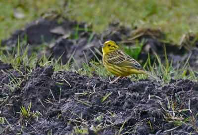 Na enkele mislukte pogingen om de geelgors te fotograferen zittend op een takje of paaltje , is het mij toch gelukt maar wel  op de grond. Dit heeft toch ook wel iets ... niet?