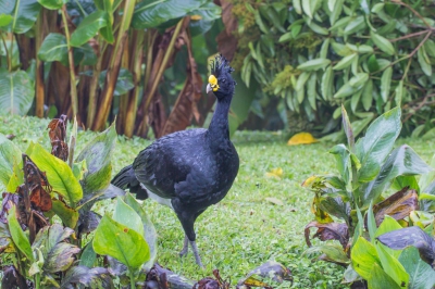 Deze prachtige grondvogel ben ik maar 1 keer tegen gekomen, en nog wel een koppel. hier het mannetjes.