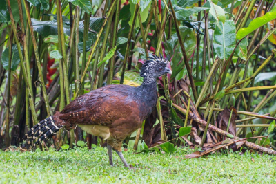 Deze prachtige grondvogel ben ik maar 1 keer tegen gekomen, en nog wel een koppel. hier het vrouwtje zeker niet minder mooi.