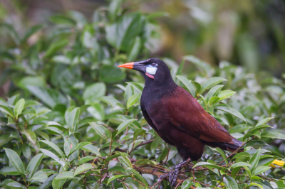 Ook deze fraaie vogel heeft een aardig formaat van 41 cm, die  leeft in kolonies.