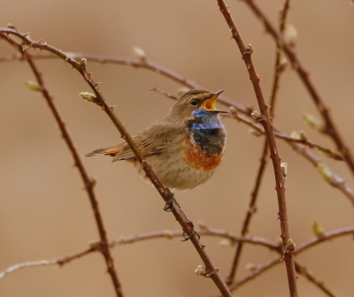 Vanavond op een bankje te genieten van het gezang, zit deze blauwborst ineens vlak naast me. Heel voorzichtig gedraaid en nog een paar foto's kunnen maken, waar deze er 1 van is.