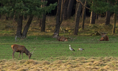 De nijlganzen en de herten verdragen elkaar. Geen kabaal van de ganzen. Totdat er een buizerd en een kraai een ruzie uitvechten boven hun koppen dat kunnen ze niet verdragen.