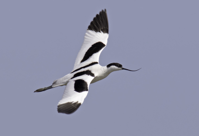 rondje noord-holland leverde me deze kluut op, tijdje niet gezien mooie vogel.