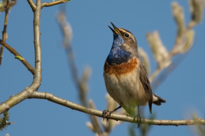 Prachtige zonnige ochtend. En deze blauwborst stoorde zich totaal niet aan mijn aanwezigheid en liet zich rustig fotograferen.