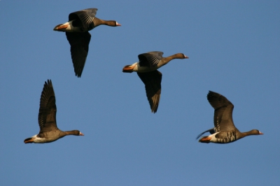Canon EOS 300 D, Canon EF 100-400 mm/5.6, -1/1250, F8.0, ISO400, uit de hand