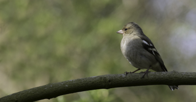 Rondje park levert soms ook leuke plaatjes, deze vink zat zich eerst lekker schoon te maken om vervolgens nog even een stukje zon te pakken..