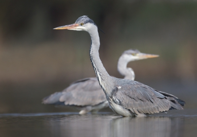 Die dag had ik wel wat geluk met de blauwe reigers, ze kwamen soms zo kort voor de hut dat ik er een portret kon van nemen.