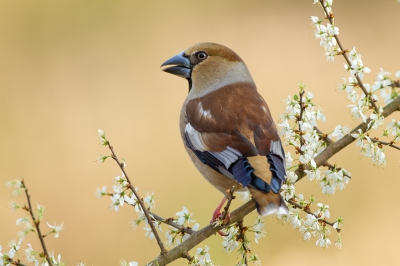 <i class='fa fa-user'></i>&nbsp;Almanbrother&nbsp;|   Appelvink&nbsp; <i class='fa fa-eye'>&nbsp;477</i> &nbsp;<i class='fa fa-thumbs-up'>&nbsp;8</i> &nbsp; <i class='fa fa-comment-o'>&nbsp;11</i>