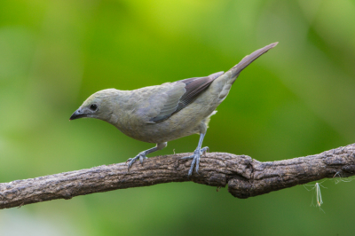 Een wat minder kleurrijke tangare, maar blijft toch een mooie vogel