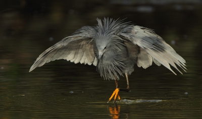 <i class='fa fa-user'></i>&nbsp;Ad51&nbsp;|   Zwarte Reiger&nbsp; <i class='fa fa-eye'>&nbsp;557</i> &nbsp;<i class='fa fa-thumbs-up'>&nbsp;6</i> &nbsp; <i class='fa fa-comment-o'>&nbsp;12</i>