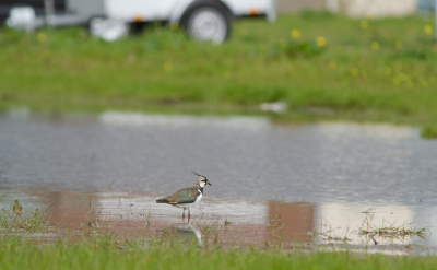 Genoten van de fraaie buitelingen van de kievit in een gewone woonwijk. Een spontane plas tussen de huizen is een geliefde plek voor de kieviten.