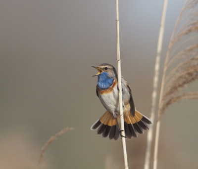 - Wat kan ik mooi zingen -

Blauwborsten zijn ware zangtalenten. Zo ook dit exemplaar. Als er een songfestival voor vogels zou bestaan zou deze niet slecht scoren :-)