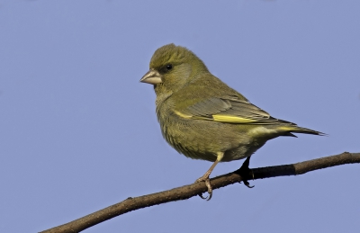 De groenlingen maakten op deze dag geluiden door de lucht (soort van paringsdans) waarvan ik het bestaan niet wist....en tussendoor landden ze in mijn tuin om even bij te komen....