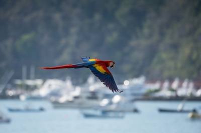 Ara macao / Geelvleugelara / Scarlet Macaw