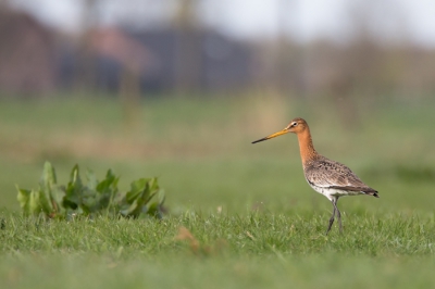 Plat op mijn buik. De vogel was vrij dichtbij en ik kreeg maar 1 kans.
De achtergrond plaatst de grutto mooi in zijn omgeving.
