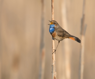 Dit exemplaar was in het avondzonnetje mooi aan het zingen. Het is tevens mijn eerste zingende Blauwborst van dit jaar die ik kon vast leggen.