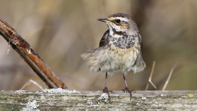 Blauwborst? Jazeker, maar dan het vrouwtje. Met ruisende rokken in de wind. Het koppeltje was druk bezig materiaal te verzamelen voor het nest.