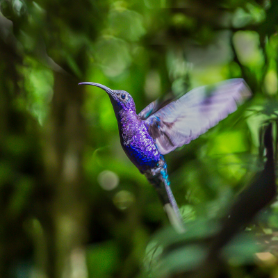 Zo af en toe toch weer een kolibrie uploaden, omdat ik ze zo prachtig vind.