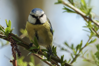 Een zonnige dag op de begraafplaats. Niet zo'n prettige plek voor mensen, maar voor vogels des te meer.
Het is vooral de intense blik waarmee deze pimpelmees in de lens kijkt, die ik interesssant vind.