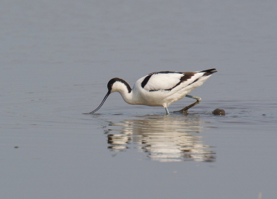 De kluut is toch een van de sierlijkste vogels van ons land. Hier liep hij te foerageren in een plasje in de Hempolder. Mooi met de snavel nog een beetje open.