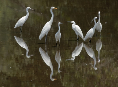 <i class='fa fa-user'></i>&nbsp;AlanFersht&nbsp;|   Kleine Zilverreiger&nbsp; <i class='fa fa-eye'>&nbsp;421</i> &nbsp;<i class='fa fa-thumbs-up'>&nbsp;2</i> &nbsp; <i class='fa fa-comment-o'>&nbsp;3</i>