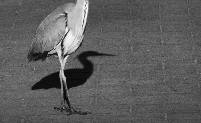 <i class='fa fa-user'></i>&nbsp;Henri Aantjes&nbsp;|   Blauwe Reiger&nbsp; <i class='fa fa-eye'>&nbsp;361</i> &nbsp;<i class='fa fa-thumbs-up'>&nbsp;1</i> &nbsp; <i class='fa fa-comment-o'>&nbsp;3</i>