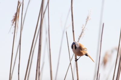 Mooie zonnige dag waar veel vliegverkeer was met betrekking tot de Baardmannetjes. Ze kwamen regelmatig redelijk aan de rand van het riet zitten.