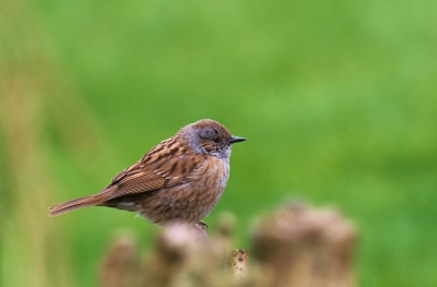 Deze Heggenmus zat op een oude boomstronk met een grasveld op de achtergrond waardoor de groene achtergrondkleur ontstond.