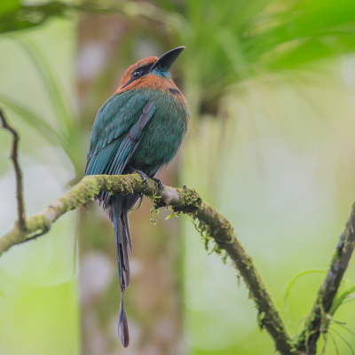 deze motmot soort maar 1 keer tegen gekomen in een bos, hij zat ook nog hoog.