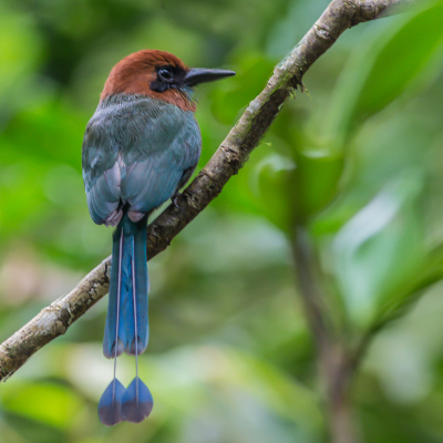 Hier de motmot van achterzijde met zij bijzondere staart.