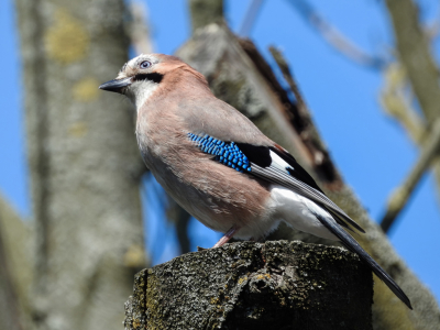 Een zonnige achtertuin en een meer dan prachtige vogel. Dan kan de dag niet meer stuk.