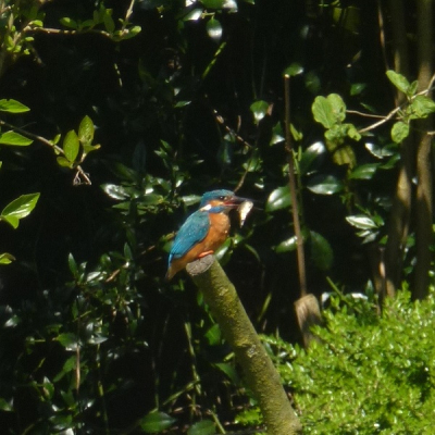 In eigen tuin, gemaakt met simpele camera. Deze prachtvogel komt zo nu en dan een visje uit de vijver vissen.