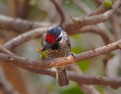 <i class='fa fa-user'></i>&nbsp;guido mwm&nbsp;|   Gebandeerde Baardvogel&nbsp; <i class='fa fa-eye'>&nbsp;346</i> &nbsp; <i class='fa fa-comment-o'>&nbsp;7</i>