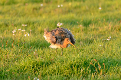 Opwaaiende zomerjurken.

Hier moest ik aan denken toen ik deze grutto zag waarbij een wind van achteren de veren naar voren blies. Ik vind het wel een grappige foto. :-)