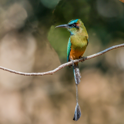 Een prachtige vogel, zat in de buurt van onze lodge