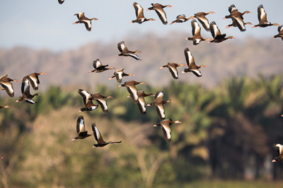 In een van de droogste gedeelte van Costa Rica, op een Hacienda van 9000 hectare met 6000 koeien, en veel moerras,  met water van uit de bergen aangevoerd zat het vol met watervogels, waar onder deze fluiteenden.