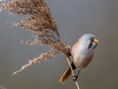 Een Baardman vinden is n ding, hem vrij van het riet op de foto krijgen is een volstrekt andere uitdaging. Met veel geduld is het uiteindelijk toch gelukt.