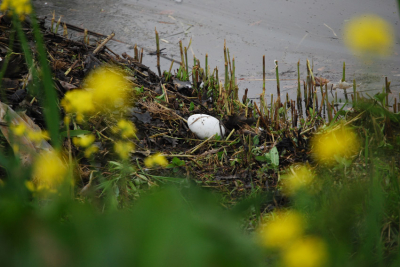Ik had geen tijd voor de maand opdracht. Deze foto verleden jaar gemaakt in mijn straat. Een nest met broedend zwanen paar . Dit ei leek uit het nest gerold  of gekieperd