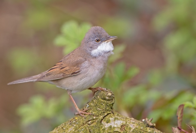 <i class='fa fa-user'></i>&nbsp;vogeljan&nbsp;|   Grasmus&nbsp; <i class='fa fa-eye'>&nbsp;283</i> &nbsp; <i class='fa fa-comment-o'>&nbsp;7</i>