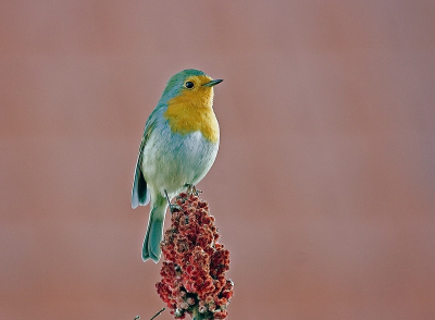 vind dit zelf wel een aardige foto van een roodborst ondanks de foto is genomen op 1/60 F/5.6 iso 200.