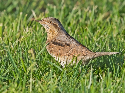 Vanavond met een collega fotograaf het geluk gehad voor de eerste keer de draaihals te zien en vast te leggen. Hij liep vaak in het hoge gras zodat een geheel vrij beeld niet mogelijk was. Genomen vanuit de auto.