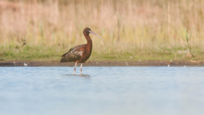 De bijzondere waarneming van een zomerkleed zwarte ibis.
Bleef maar 5 tp.

Groet Albert.