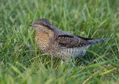 Nog even een opname van de draaihals omdat op deze foto het kleurenpatroon van deze mooie vogel goed tot uitdrukking komt.
Genomen vanuit de auto.